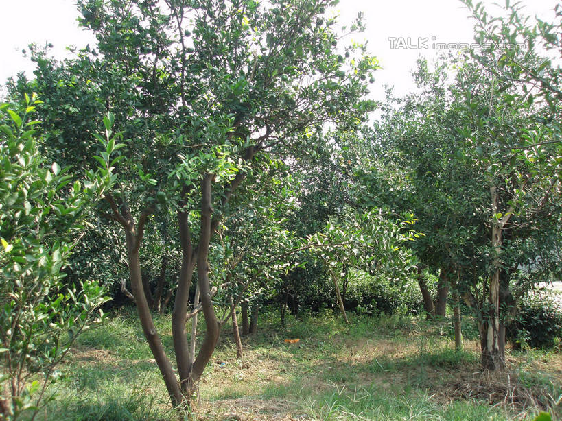 无人,果园,横图,室外,白天,正面,旅游,度假,美景,田园,植物,柑橘,水果,中国,亚洲,阴影,新鲜,光线,影子,景观,生食,食品,果实,果树,娱乐,浙江,树,树木,浙江省,食物,蓝色,绿色,蓝天,天空,阳光,自然,天,享受,休闲,景色,放松,缥缈峰,有机食品,绿色食品,生长,晴朗,成长,自然风光,东亚,万里无云,田庄,中华人民共和国,华东地区,浙,园子,柑桔,晴空,晴空万里,橘子,桔子,彩图,大红蜜橘,大红袍,红橘,黄橘,宽皮橘,桔子树,shslj1