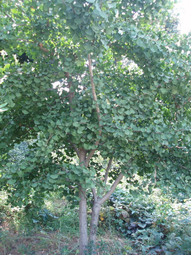 无人,竖图,室外,白天,正面,旅游,度假,美景,树林,植物,银杏树,中国,亚洲,阴影,光线,影子,景观,娱乐,浙江,树,树木,浙江省,绿色,阳光,自然,享受,休闲,景色,放松,缥缈峰,生长,成长,自然风光,东亚,中华人民共和国,华东地区,浙,鸭脚树,银杏,公孙树,白果,彩图,shslj1