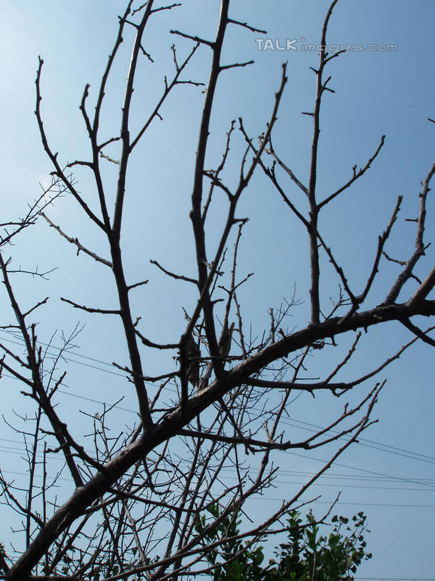 无人,竖图,室外,特写,白天,仰视,美景,植物,中国,亚洲,阴影,光线,影子,景观,枝条,树,树木,树枝,蓝色,绿色,蓝天,天空,阳光,自然,天,景色,生长,晴朗,成长,自然风光,东亚,万里无云,中华人民共和国,虬枝,枝杈,晴空,晴空万里,彩图,低角度拍摄,shslj1