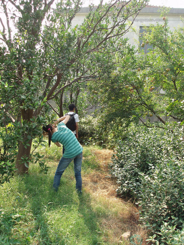 东方人,两个人,家,果园,站,竖图,室外,白天,爱情,旅游,度假,草地,草坪,美景,树林,田园,植物,中国,亚洲,弯腰,阴影,服装,光线,包,影子,房屋,屋子,景观,果树,浪漫,旅行包,休闲装,黄种人,娱乐,楼房,住宅,草,树,树木,背面,衣服,绿色,阳光,自然,背包,站着,享受,休闲,温暖,温馨,休闲服,景色,恩爱,放松,恋人,服饰,石榴树,生长,成长,和睦,自然风光,东亚,田庄,中华人民共和国,弯身,旅游包,园子,男人,男性,年轻男性,年轻女性,女人,女性,亚洲人,情侣,站立,彩图,全身,房子,伴侣,融洽,双肩包,shslj1