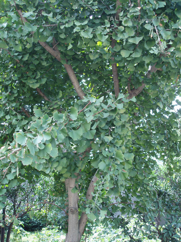 无人,竖图,室外,特写,白天,仰视,美景,植物,银杏树,中国,亚洲,阴影,光线,影子,景观,枝条,树,树木,树枝,绿色,阳光,自然,景色,生长,成长,自然风光,东亚,中华人民共和国,鸭脚树,虬枝,枝杈,银杏,公孙树,白果,彩图,低角度拍摄,shslj1