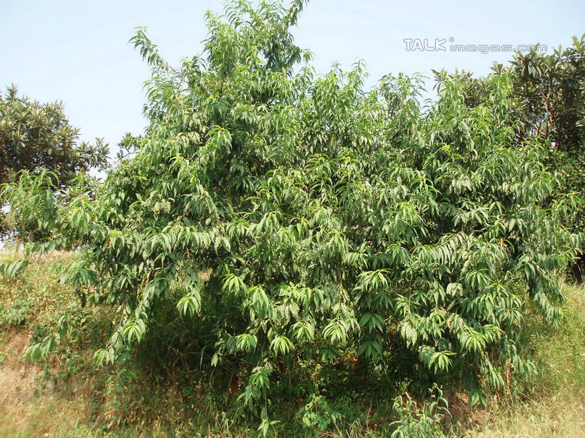 无人,横图,室外,白天,正面,旅游,度假,草地,草坪,美景,树林,植物,中国,亚洲,阴影,光线,影子,景观,娱乐,浙江,草,树,树木,浙江省,蓝色,绿色,蓝天,天空,阳光,自然,天,享受,休闲,景色,放松,杨梅树,缥缈峰,生长,晴朗,成长,自然风光,东亚,万里无云,中华人民共和国,华东地区,浙,晴空,晴空万里,彩图,shslj1