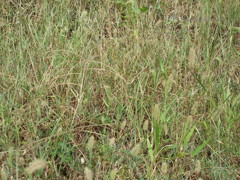 无人,横图,室外,特写,白天,正面,草地,草坪,美景,植物,中国,亚洲,阴影,光线,影子,景观,狗尾巴草,草,绿色,阳光,自然,狗尾草,景色,自然风光,东亚,中华人民共和国,绿狗尾草,谷莠子,彩图,毛毛草,宿田翁,shslj1