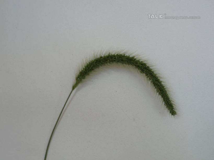 无人,横图,俯视,室外,特写,白天,白色背景,农作物,小麦,阴影,反射,影子,谷物,一个,摄影,麦子,影棚,单个,彩图,高角度拍摄,影棚拍摄,拍摄,shslj1