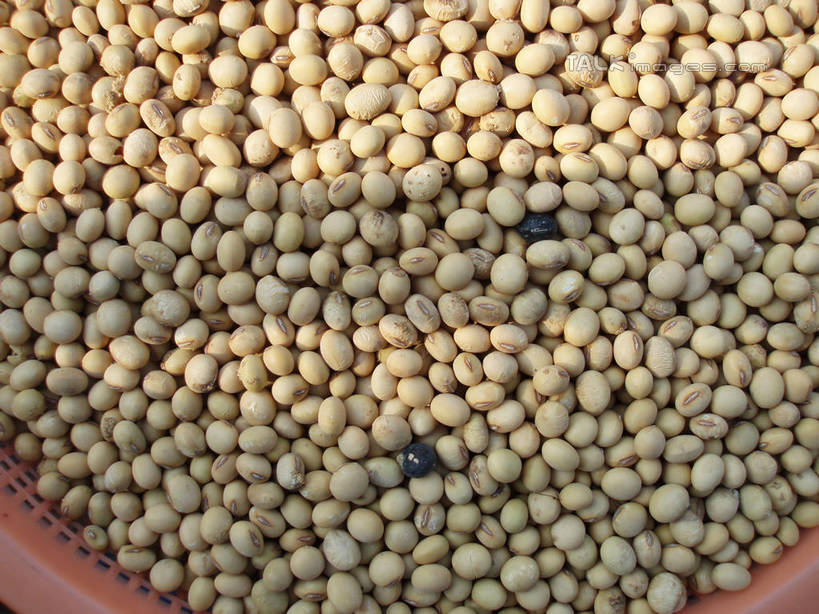 无人,横图,俯视,室外,特写,白天,植物,豆,大豆,蔬菜,一堆,许多,阴影,堆叠,堆积,新鲜,光线,影子,陶瓷,豆类,豆子,食品,陶瓷制品,很多,食物,阳光,容器,碗,有机食品,绿色食品,储藏,堆,储存,豆科,黄豆,彩图,高角度拍摄,贮存,shslj1