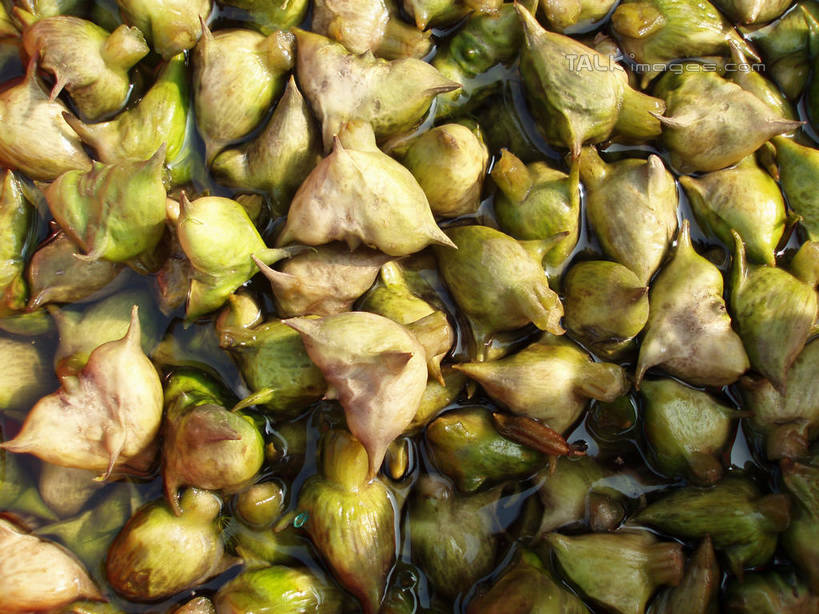 无人,横图,俯视,室外,特写,白天,一堆,许多,阴影,堆叠,堆积,光线,影子,很多,阳光,菱角,堆,芰实,菱实,乌菱,彩图,高角度拍摄,水栗子,shslj1