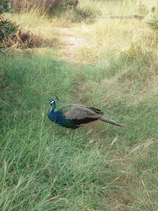 无人,站,竖图,室外,白天,侧面,旅游,度假,草地,草坪,美景,植物,孔雀,鸟,野生动物,太湖,中国,亚洲,阴影,光线,鸟类,影子,景观,美丽,注视,娱乐,江苏,苏州,草,一只,绿色,阳光,自然,动物,观察,看,站着,享受,休闲,景色,放松,可爱,缥缈峰,西山,活泼,观看,吉祥,察看,关注,自然风光,华贵,善良,东亚,江苏省,苏州市,中华人民共和国,华东地区,苏,越鸟,百鸟之王,吴中区,站立,彩图,全身,洞庭西山,包山,shslj1