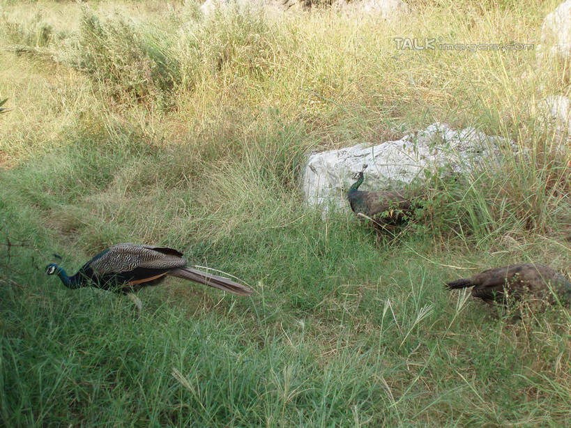无人,站,横图,室外,白天,侧面,草地,草坪,石头,美景,植物,孔雀,鸟,野生动物,太湖,中国,亚洲,三只,阴影,光线,鸟类,石子,影子,景观,美丽,注视,江苏,苏州,草,绿色,阳光,自然,动物,低头,观察,看,站着,景色,可爱,缥缈峰,西山,活泼,观看,吉祥,察看,关注,自然风光,华贵,善良,东亚,江苏省,苏州市,中华人民共和国,华东地区,苏,越鸟,百鸟之王,吴中区,石块,岩石,站立,彩图,全身,洞庭西山,包山,shslj1