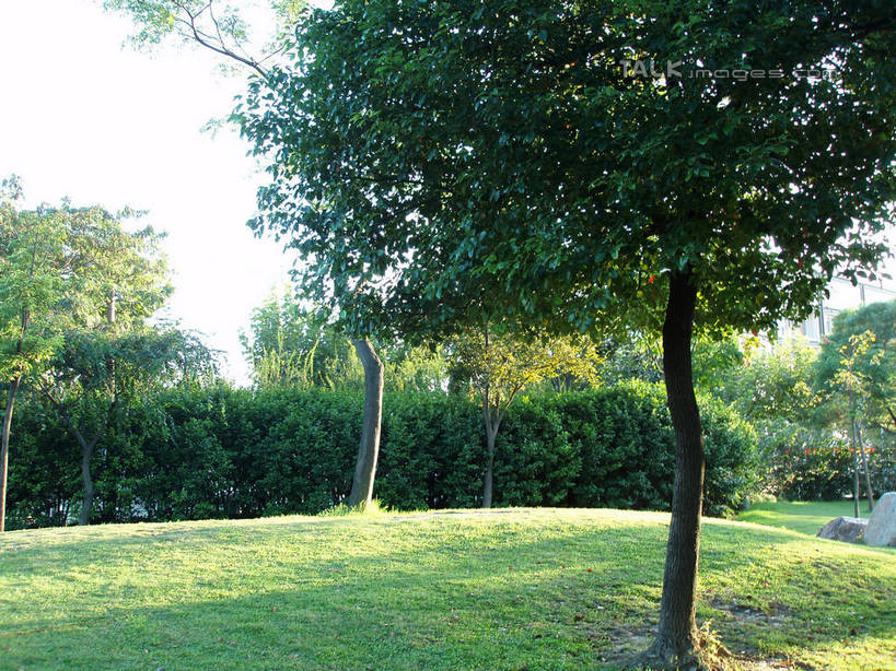 无人,公园,横图,室外,白天,正面,旅游,度假,草地,草坪,美景,树林,植物,上海,中国,亚洲,阴影,光线,影子,景观,娱乐,草,树,树木,蓝色,绿色,蓝天,天空,阳光,自然,天,享受,休闲,景色,放松,华泾公园,生长,晴朗,成长,申,自然风光,东亚,徐汇区,上海市,万里无云,中华人民共和国,沪,华东地区,晴空,晴空万里,彩图,华泾路,shslj1