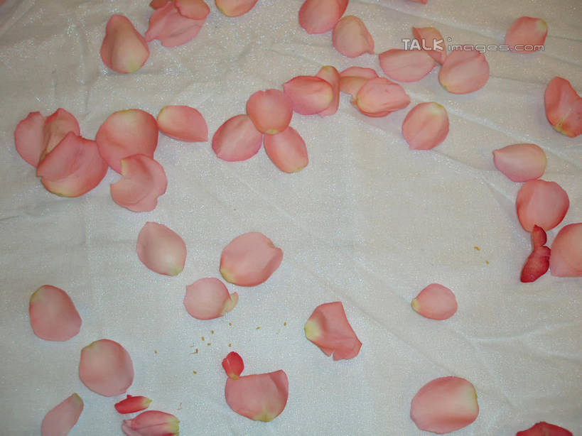 无人,横图,俯视,室内,特写,白天,爱情,幸福,纯洁,热情,玫瑰,阴影,盛开,反射,布料,影子,玫瑰花,浪漫,花蕾,布纹,桌布,花,花瓣,花朵,鲜花,粉色,白色,餐巾,台布,花苞,花蕊,温暖,温馨,恩爱,和睦,感动,粉玫瑰,尊敬,天真,刺玫花,徘徊花,餐桌布,彩图,高角度拍摄,融洽,shslj1