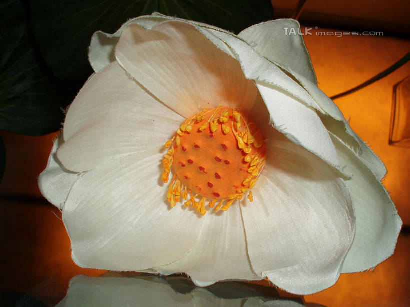 无人,横图,室内,特写,白天,正面,阴影,盛开,光线,影子,灯光,花蕾,花,花瓣,花朵,鲜花,一朵,白色,花苞,花蕊,彩图,shslj1