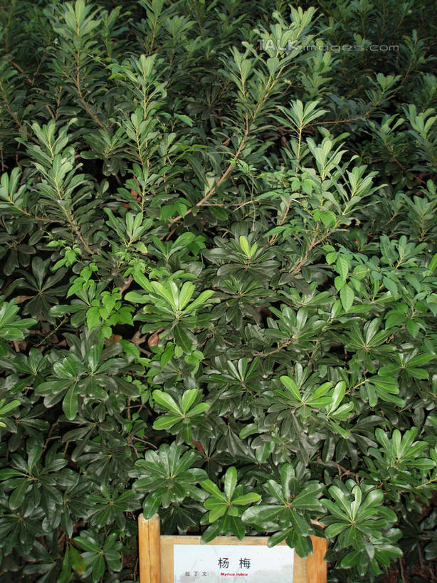 无人,公园,竖图,室外,白天,正面,旅游,度假,美景,树林,植物,指示牌,上海,中国,亚洲,阴影,光线,日文,标志,路标,文字,影子,字符,景观,娱乐,标识,路牌,树,树木,绿色,阳光,自然,享受,休闲,景色,放松,大宁灵石公园,生长,成长,申,自然风光,东亚,上海市,中华人民共和国,沪,华东地区,日语,闸北区,彩图,广中西路,shslj1