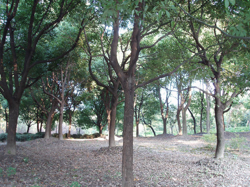 无人,公园,横图,室外,白天,正面,旅游,度假,草地,草坪,美景,树林,植物,道路,路,上海,中国,亚洲,阴影,光线,影子,景观,小路,交通,娱乐,浦东,草,树,树木,蓝色,绿色,蓝天,天空,阳光,自然,天,享受,休闲,景色,放松,世纪公园,生长,晴朗,成长,申,自然风光,浦东新区,东亚,上海市,万里无云,中华人民共和国,沪,华东地区,晴空,晴空万里,彩图,浦东中央公园,shslj1