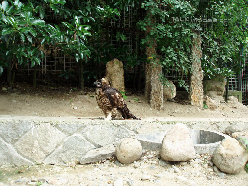 无人,动物园,站,横图,室外,白天,侧面,旅游,度假,石头,美景,树林,植物,鸟,羽毛,中国,亚洲,阴影,轻盈,柔软,光线,鸟类,石子,影子,景观,注视,娱乐,浙江,树,树木,浙江省,一只,绿色,阳光,自然,观察,看,站着,享受,休闲,景色,放松,千岛湖,生长,成长,观看,察看,关注,自然风光,东亚,中华人民共和国,华东地区,浙,轻柔,石块,岩石,站立,彩图,全身,淳安,淳安县,新安江水库,shslj1