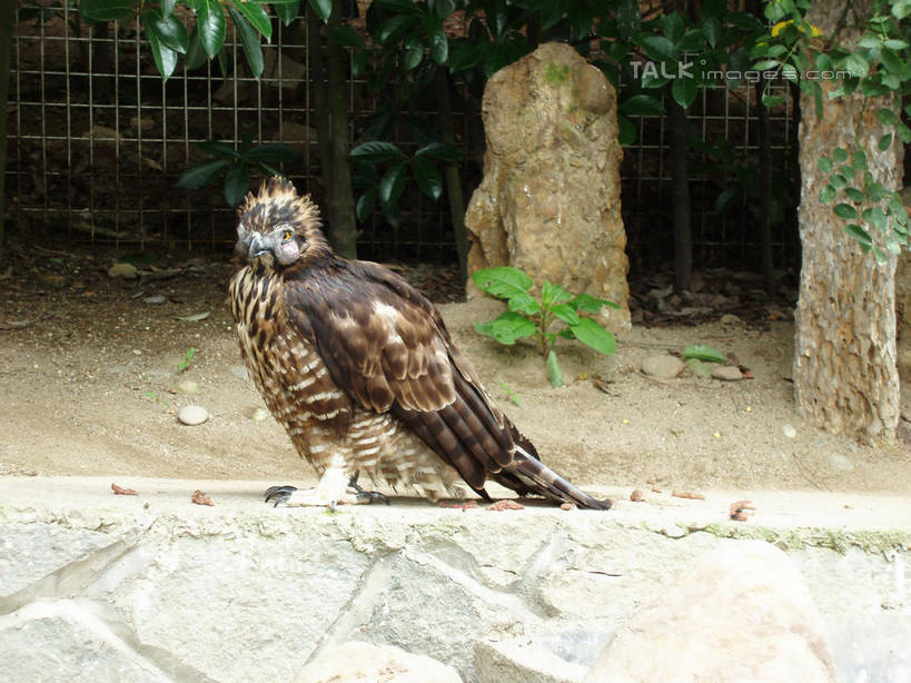 无人,动物园,站,横图,室外,白天,侧面,旅游,度假,石头,美景,树林,植物,鸟,羽毛,中国,亚洲,阴影,轻盈,柔软,光线,鸟类,石子,影子,景观,注视,娱乐,浙江,树,树木,浙江省,一只,绿色,阳光,自然,观察,看,站着,享受,休闲,景色,放松,千岛湖,生长,成长,观看,察看,关注,自然风光,东亚,中华人民共和国,华东地区,浙,轻柔,石块,岩石,站立,彩图,全身,淳安,淳安县,新安江水库,shslj1