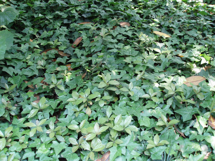 无人,植物园,横图,俯视,室外,特写,白天,美景,植物,叶子,上海,中国,亚洲,纹理,景观,绿叶,绿色,自然,嫩叶,景色,申,自然风光,东亚,上海市,肌理,中华人民共和国,沪,华东地区,叶,叶片,叶脉,彩图,高角度拍摄,shslj1