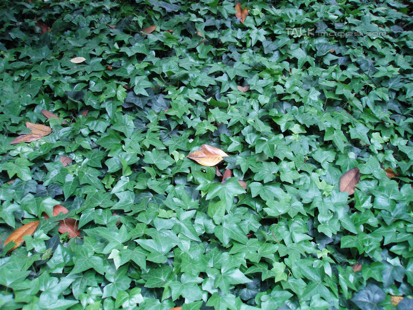 无人,植物园,横图,俯视,室外,特写,白天,美景,植物,上海,中国,亚洲,纹理,景观,枯叶,绿叶,落叶,绿色,自然,嫩叶,景色,申,自然风光,东亚,上海市,肌理,中华人民共和国,沪,华东地区,叶,叶片,彩图,高角度拍摄,shslj1