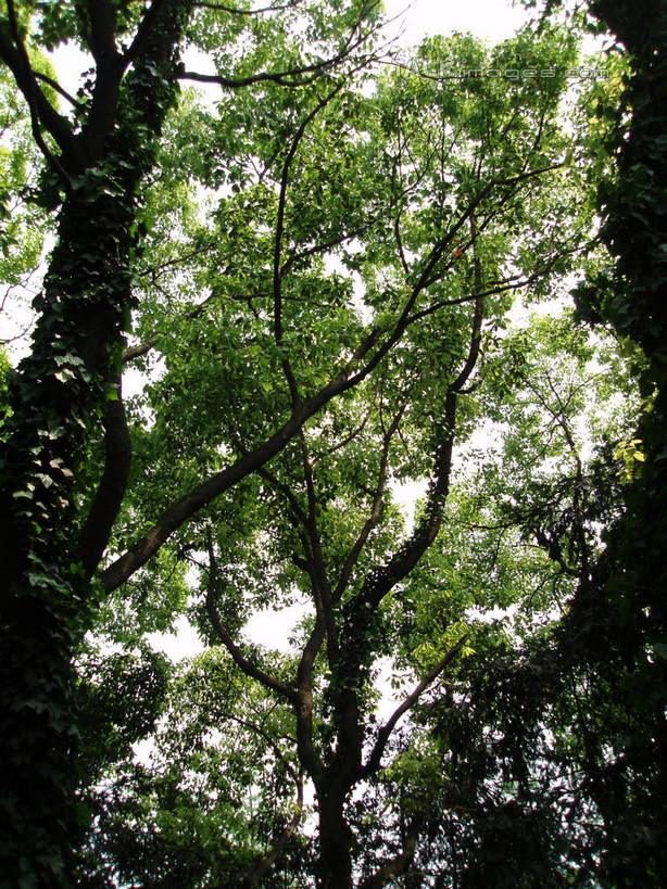 无人,植物园,竖图,室外,白天,仰视,旅游,度假,美景,树林,植物,上海,中国,亚洲,阴影,光线,影子,景观,娱乐,树,树木,绿色,天空,阳光,自然,天,享受,休闲,景色,放松,生长,成长,申,自然风光,东亚,上海市,中华人民共和国,沪,华东地区,彩图,低角度拍摄,shslj1