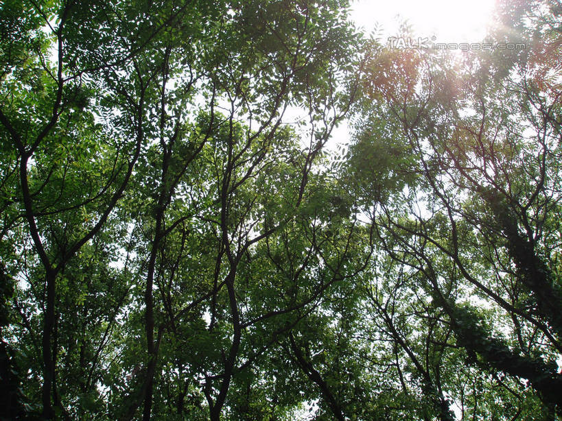 无人,横图,室外,白天,仰视,美景,植物,上海,中国,亚洲,阴影,朦胧,模糊,光线,影子,景观,枝条,树,树木,树枝,绿色,阳光,自然,景色,上海植物园,龙吴路,生长,成长,申,自然风光,东亚,徐汇区,上海市,中华人民共和国,沪,华东地区,虬枝,枝杈,彩图,低角度拍摄,镜头光晕,透镜闪耀,眩光,shslj1