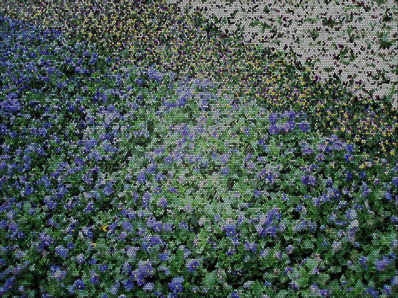 无人,横图,室外,白天,正面,花海,花圃,美景,植物,叶子,上海,中国,亚洲,阴影,盛开,光线,影子,景观,花蕾,花,花瓣,花朵,花卉,鲜花,蓝色,绿色,白色,阳光,自然,花丛,花束,花田,花苞,花蕊,景色,上海植物园,龙吴路,申,自然风光,东亚,徐汇区,上海市,中华人民共和国,沪,华东地区,彩图,shslj1