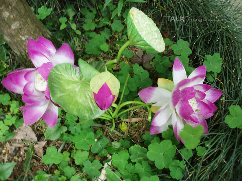 无人,横图,俯视,室外,白天,纯洁,草地,美景,植物,莲花,叶子,中国,亚洲,盛开,景观,悬崖,荷叶,花蕾,浙江,草,花,花瓣,花朵,鲜花,浙江省,绿色,紫色,自然,花苞,花蕊,景色,莲蓬,雁荡山,莲蓬子,莲子肉,富贵,神圣,自然风光,东亚,纯净,中华人民共和国,华东地区,浙,温州,温州市,莲叶,六月花神,正直,绝壁,鞭蕖,鞭蓉,芙蕖,菡萏,荷花,六月春,藕花,水旦,水芙蓉,水华,水芸,溪客,叶,叶片,彩图,高角度拍摄,shslj1