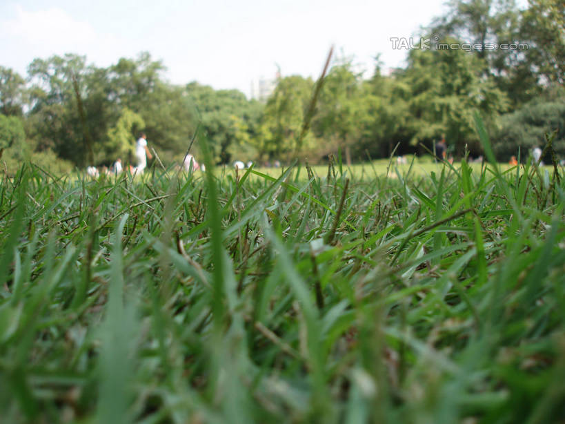 无人,游乐园,横图,室外,白天,正面,旅游,度假,草地,草坪,美景,植物,游乐场,阴影,朦胧,模糊,光线,影子,景观,娱乐,草,树,树木,绿色,天空,阳光,自然,天,享受,休闲,景色,放松,生长,成长,自然风光,乐园,主题公园,彩图,人造公园,主题乐园,shslj1