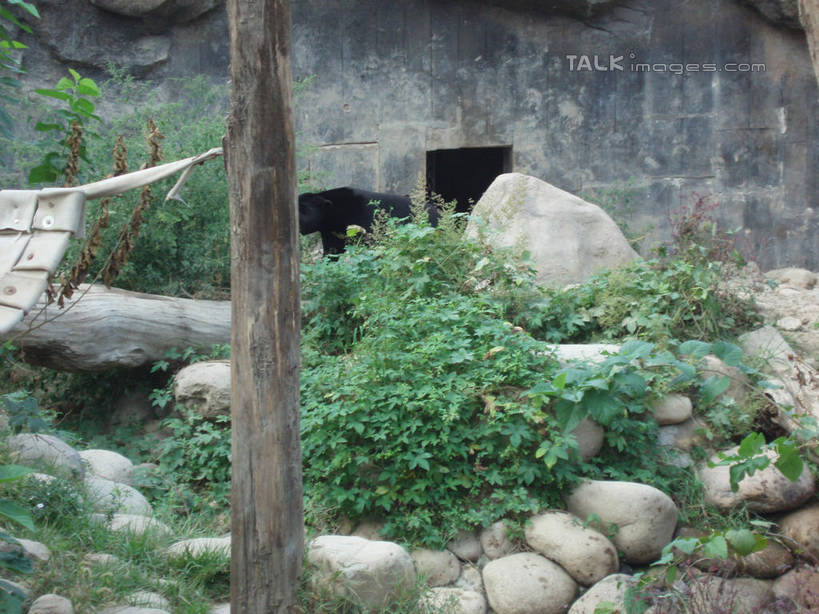 无人,动物园,站,横图,室外,白天,侧面,旅游,度假,石头,美景,山,植物,野生动物,熊,黑熊,上海,中国,亚洲,阴影,艺术,光线,石子,影子,手工艺品,景观,山峰,树桩,山峦,文化,娱乐,树,树干,树木,一只,绿色,阳光,自然,动物,工艺品,站着,享受,休闲,假山,木桩,景色,放松,上海动物园,生长,成长,申,高雅,自然风光,凶猛,东亚,长宁区,上海市,中华人民共和国,沪,华东地区,虹桥路,自信心,品位,黑瞎子,熊瞎子,残暴,凶残,石块,岩石,站立,彩图,全身,小山,shslj1