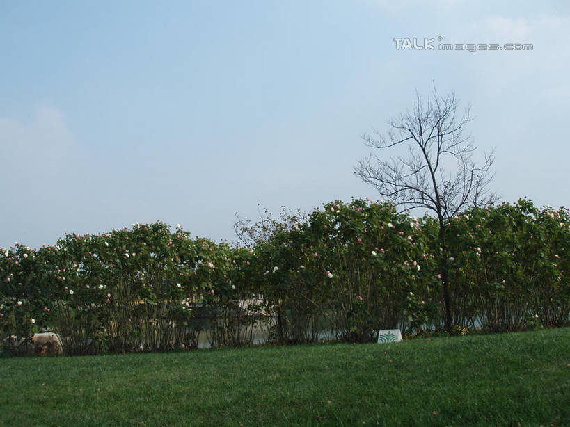 无人,横图,室外,白天,正面,度假,草地,草坪,美景,植物,城市风光,城市,上海,中国,亚洲,阴影,光线,影子,景观,娱乐,草,树,树木,蓝色,绿色,蓝天,天空,阳光,自然,天,享受,休闲,景色,放松,东方绿舟,生长,晴朗,成长,申,青浦区,东亚,上海市,万里无云,中华人民共和国,沪,华东地区,晴空,晴空万里,彩图,shslj1