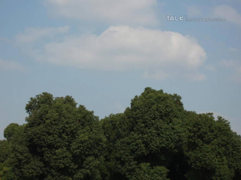 无人,横图,室外,白天,仰视,度假,美景,树林,植物,城市风光,城市,上海,中国,亚洲,阴影,光线,影子,景观,云,云朵,云彩,娱乐,树,树木,蓝色,绿色,白云,蓝天,天空,阳光,自然,天,享受,休闲,景色,放松,东方绿舟,生长,晴朗,成长,申,青浦区,东亚,上海市,中华人民共和国,沪,华东地区,晴空,彩图,低角度拍摄,shslj1