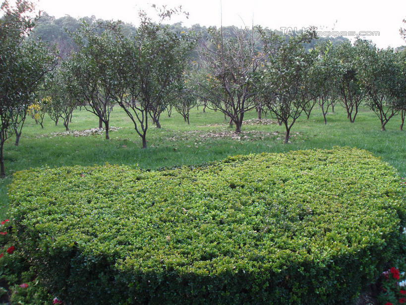 无人,横图,室外,白天,正面,度假,草地,草坪,美景,植物,城市风光,城市,上海,中国,亚洲,环保,景观,防护,娱乐,草,树,树木,绿色,天空,自然,天,享受,休闲,景色,放松,东方绿舟,生长,成长,申,美好,美妙,间隔,青浦区,东亚,上海市,中华人民共和国,沪,华东地区,美观,雅观,绿篱,生篱,树篱,植篱,彩图,shslj1