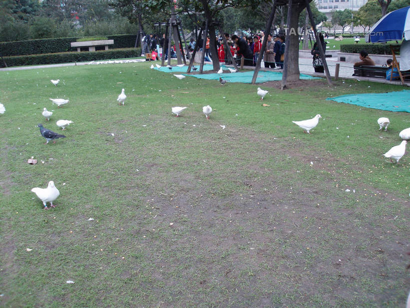 东方人,走,横图,俯视,室外,白天,旅游,度假,友谊,草地,草坪,美景,植物,鸽子,鸟,亚洲,一群,许多,行人,游客,游人,服装,鸟类,景观,很多,许多人,休闲装,黄种人,娱乐,路人,旅客,草,树,树木,衣服,绿色,自然,一群人,享受,休闲,休闲服,景色,放松,服饰,生长,成长,象征,自然风光,和平,信使,过客,男人,男性,年轻男性,年轻女性,女人,女性,亚洲人,步行,散步,走路,半身,彩图,高角度拍摄,shslj1