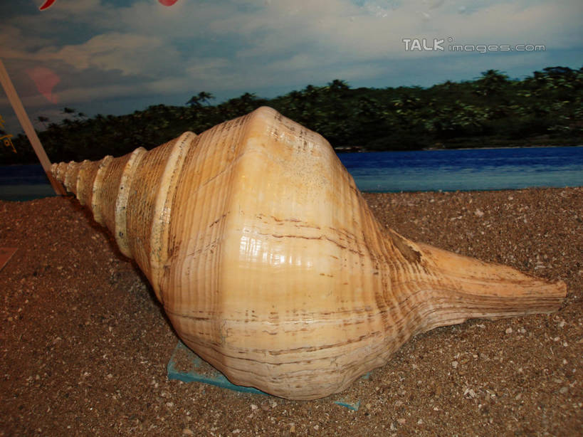 无人,横图,室内,白天,正面,石头,植物,中国,亚洲,研究,石子,云,云朵,海螺,教育,云彩,浙江,海洋生物,树,树木,浙江省,蓝色,绿色,白云,蓝天,天空,自然,天,石浦渔港,象山,宁波,生长,晴朗,成长,展览,软体动物,峨螺,欣赏,水生动物,水生物,陈列,东亚,海底动物,中华人民共和国,华东地区,浙,宁波市,典藏,石块,岩石,晴空,彩图,石浦,石浦镇,象山县,shslj1