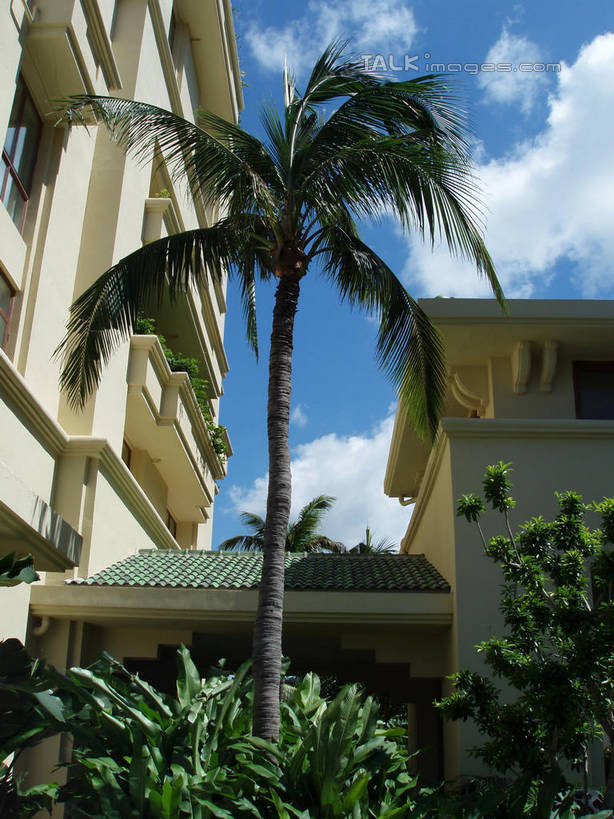 无人,家,竖图,室外,白天,仰视,旅游,度假,美景,植物,棕榈树,叶子,三亚,中国,亚洲,阴影,光线,影子,房屋,屋子,景观,云,云朵,绿叶,云彩,娱乐,楼房,住宅,树,树木,海南,蓝色,绿色,白云,蓝天,天空,阳光,自然,天,享受,休闲,嫩叶,景色,放松,海南省,生长,晴朗,成长,自然风光,东亚,棕榈叶,三亚市,中华人民共和国,华南地区,琼,叶,叶片,晴空,棕树,棕榈,彩图,低角度拍摄,房子,shslj1