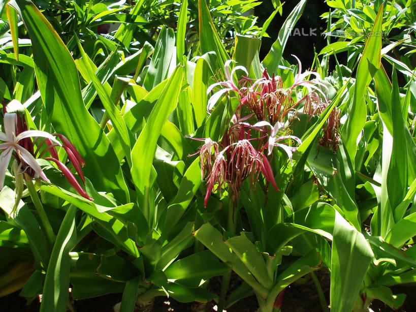 无人,横图,室外,白天,正面,美景,叶子,三亚,中国,亚洲,阴影,朦胧,模糊,盛开,光线,影子,景观,绿叶,花蕾,花,花瓣,花朵,鲜花,海南,红色,阳光,自然,花苞,花蕊,嫩叶,景色,海南省,自然风光,东亚,三亚市,中华人民共和国,华南地区,琼,叶,叶片,彩图,shslj1