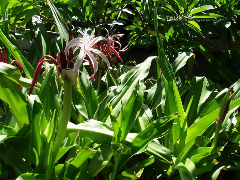 无人,横图,室外,白天,正面,美景,叶子,三亚,中国,亚洲,阴影,朦胧,模糊,盛开,光线,影子,景观,绿叶,花蕾,花,花瓣,花朵,鲜花,海南,红色,阳光,自然,花苞,花蕊,嫩叶,景色,海南省,自然风光,东亚,三亚市,中华人民共和国,华南地区,琼,叶,叶片,彩图,shslj1