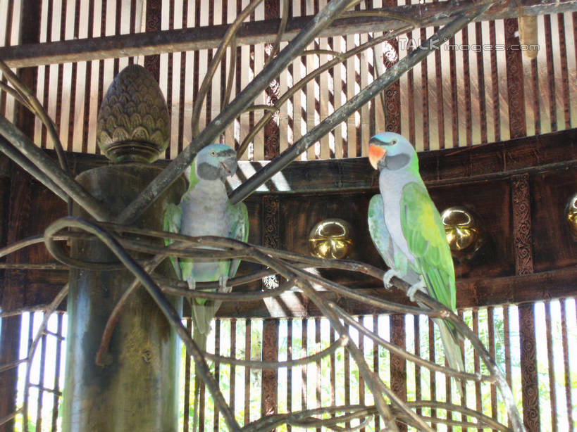 无人,站,横图,室外,白天,仰视,旅游,度假,美景,鸟,鹦鹉,三亚,中国,亚洲,鸟类,景观,笼子,鸟笼,注视,娱乐,海南,自然,动物,观察,看,站着,两只,享受,休闲,景色,放松,可爱,海南省,活泼,观看,察看,关注,自然风光,东亚,三亚市,中华人民共和国,华南地区,观赏鸟,琼,站立,彩图,低角度拍摄,全身,shslj1