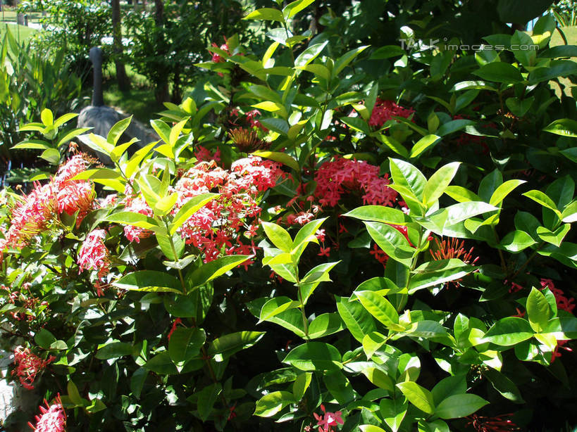 无人,横图,室外,白天,正面,美景,植物,叶子,三亚,中国,亚洲,阴影,朦胧,模糊,盛开,光线,影子,景观,绿叶,花蕾,花,花瓣,花朵,鲜花,树,树木,海南,红色,绿色,阳光,自然,花苞,花蕊,嫩叶,景色,海南省,生长,成长,自然风光,东亚,三亚市,中华人民共和国,华南地区,琼,叶,叶片,彩图,shslj1
