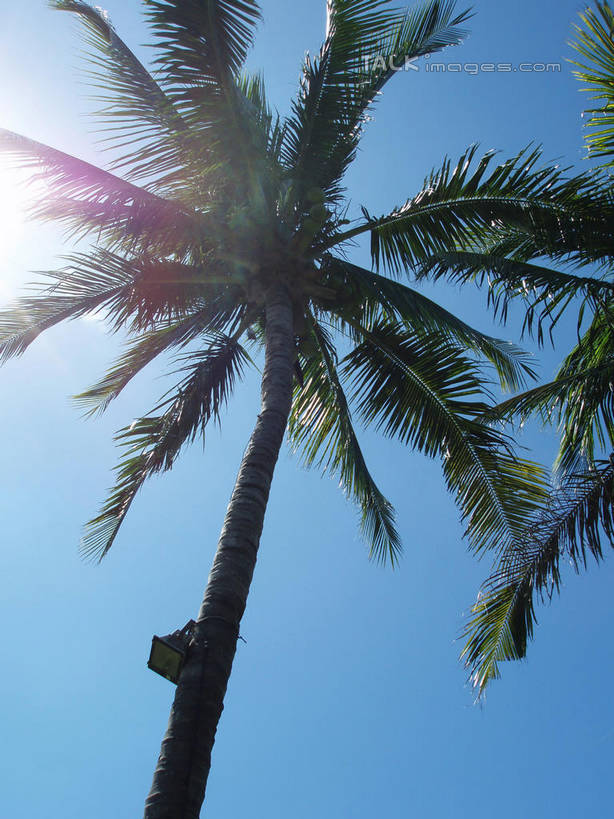 无人,竖图,室外,白天,仰视,旅游,度假,美景,植物,棕榈树,叶子,三亚,中国,亚洲,阴影,光线,影子,景观,绿叶,娱乐,树,树木,海南,蓝色,绿色,蓝天,天空,阳光,自然,天,享受,休闲,嫩叶,景色,放松,海南省,生长,晴朗,成长,自然风光,东亚,棕榈叶,三亚市,万里无云,中华人民共和国,华南地区,琼,叶,叶片,晴空,晴空万里,棕树,棕榈,彩图,低角度拍摄,镜头光晕,透镜闪耀,眩光,shslj1