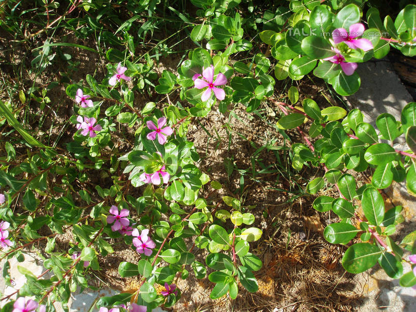 无人,横图,俯视,室外,特写,白天,美景,叶子,三亚,中国,亚洲,阴影,盛开,光线,影子,景观,绿叶,花蕾,花,花瓣,花朵,鲜花,海南,粉色,阳光,自然,花苞,花蕊,嫩叶,景色,海南省,自然风光,东亚,三亚市,中华人民共和国,华南地区,琼,叶,叶片,彩图,高角度拍摄,shslj1