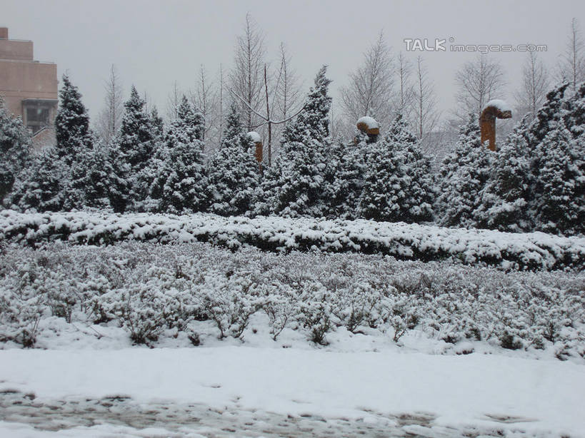 无人,家,横图,室外,白天,正面,旅游,度假,美景,雪,植物,大雪,松树,房屋,屋子,积雪,景观,雪景,冬季,冬天,娱乐,楼房,住宅,树,树木,绿色,天空,自然,天,享受,休闲,景色,放松,寒冷,生长,成长,自然风光,坚定,长寿,严寒,贞洁,彩图,房子,shslj1