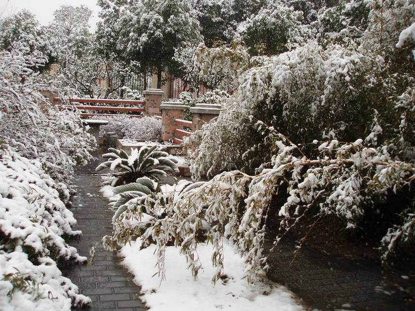 无人,栏杆,横图,室外,白天,正面,旅游,度假,美景,雪,植物,大雪,积雪,景观,雪景,冬季,冬天,围栏,娱乐,护栏,树,树木,绿色,自然,享受,休闲,景色,放松,寒冷,生长,成长,自然风光,严寒,彩图,shslj1
