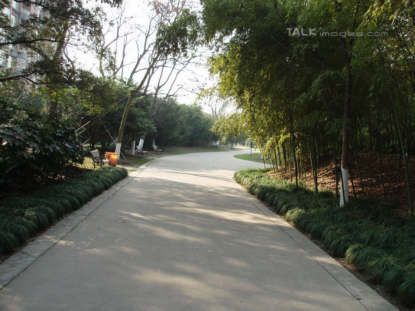 无人,横图,室外,白天,正面,旅游,度假,草地,草坪,美景,植物,道路,路,上海,中国,亚洲,阴影,光线,影子,景观,小路,交通,娱乐,草,树,树木,绿色,天空,阳光,自然,天,享受,休闲,景色,放松,上海植物园,龙吴路,生长,成长,申,自然风光,东亚,徐汇区,上海市,中华人民共和国,沪,华东地区,彩图,shslj1