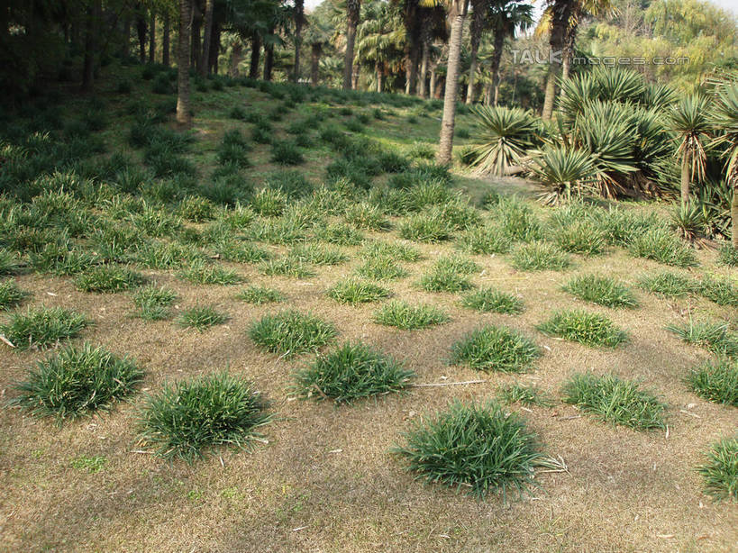 无人,横图,室外,白天,正面,旅游,度假,草地,草坪,美景,植物,上海,中国,亚洲,阴影,光线,影子,景观,娱乐,草,树,树木,绿色,阳光,自然,享受,休闲,景色,放松,上海植物园,龙吴路,生长,成长,申,自然风光,东亚,徐汇区,上海市,中华人民共和国,沪,华东地区,彩图,shslj1