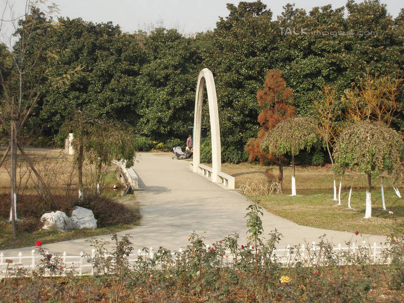 无人,横图,室外,白天,正面,旅游,度假,草地,草坪,美景,植物,道路,路,上海,中国,亚洲,阴影,光线,影子,景观,小路,交通,娱乐,草,树,树木,绿色,天空,阳光,自然,天,享受,休闲,景色,放松,上海植物园,龙吴路,生长,成长,申,自然风光,东亚,徐汇区,上海市,中华人民共和国,沪,华东地区,彩图,shslj1