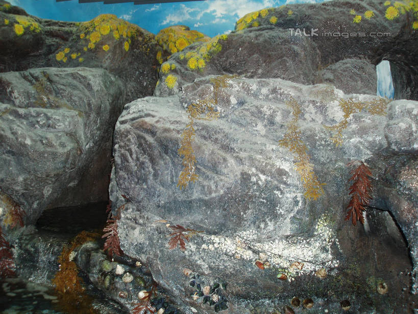 无人,横图,室内,白天,正面,旅游,度假,石头,标志建筑,地标,建筑,上海,中国,亚洲,表演,石子,娱乐,建设,浦东,水族馆,享受,休闲,展示,旅游胜地,放松,海底世界,展览,申,饲养,陆家嘴,浦东新区,东亚,收集,上海市,中华人民共和国,沪,华东地区,极地海洋世界,石块,岩石,彩图,上海海洋水族馆,上海水族馆,shslj1