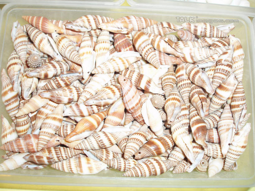 无人,横图,俯视,室内,白天,旅游,度假,标志建筑,地标,建筑,上海,中国,亚洲,一堆,许多,表演,堆叠,堆积,海螺,很多,娱乐,建设,浦东,海洋生物,水族馆,享受,休闲,展示,旅游胜地,放松,海底世界,展览,堆,软体动物,峨螺,申,饲养,水生动物,水生物,陆家嘴,浦东新区,东亚,海底动物,收集,上海市,中华人民共和国,沪,华东地区,极地海洋世界,彩图,高角度拍摄,上海海洋水族馆,上海水族馆,shslj1