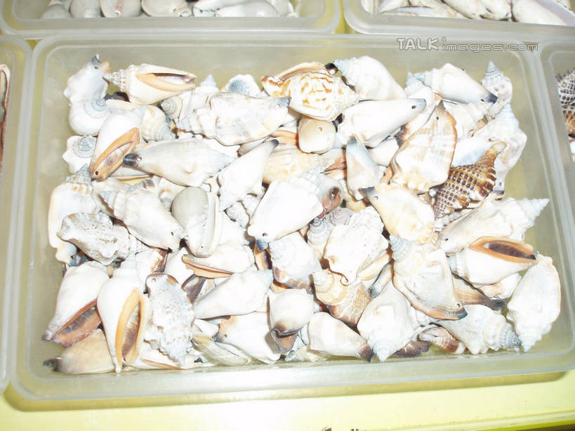 无人,横图,俯视,室内,白天,旅游,度假,标志建筑,地标,建筑,上海,中国,亚洲,一堆,许多,表演,堆叠,堆积,海螺,很多,娱乐,建设,浦东,海洋生物,水族馆,享受,休闲,展示,旅游胜地,放松,海底世界,展览,堆,软体动物,峨螺,申,饲养,水生动物,水生物,陆家嘴,浦东新区,东亚,海底动物,收集,上海市,中华人民共和国,沪,华东地区,极地海洋世界,彩图,高角度拍摄,上海海洋水族馆,上海水族馆,shslj1