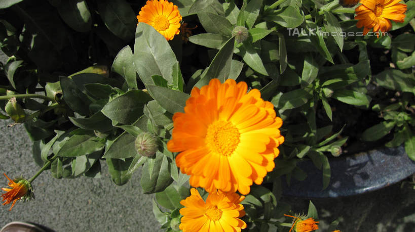 无人,横图,俯视,室外,特写,白天,爱情,美景,叶子,阴影,朦胧,模糊,盛开,光线,影子,景观,绿叶,花蕾,花,花瓣,花朵,鲜花,黄色,阳光,自然,花苞,花蕊,嫩叶,菊花,景色,吉祥,自然风光,高洁,长寿,怀恋,清净,真情,寿客,秋菊,叶,叶片,彩图,高角度拍摄,shslj1