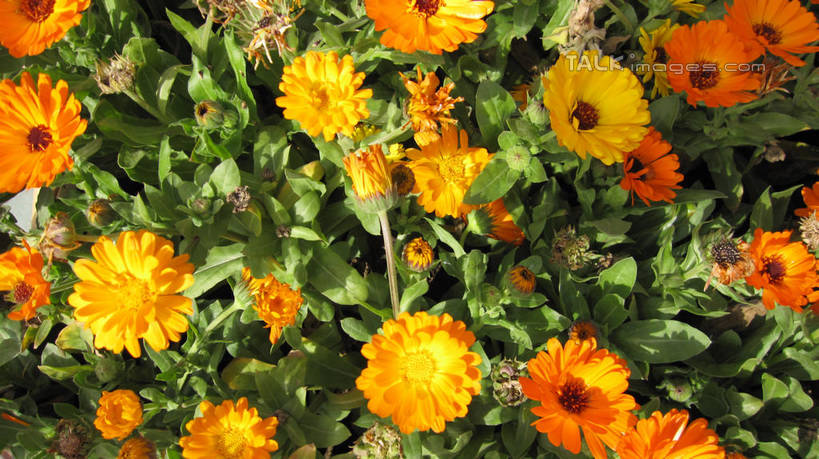 无人,横图,俯视,室外,白天,快乐,幸福,花海,花圃,美景,植物,叶子,上海,中国,亚洲,阴影,盛开,光线,影子,景观,玛格丽特,花蕾,雏菊,花,花瓣,花朵,花卉,鲜花,黄色,绿色,阳光,自然,花丛,花束,花田,花苞,花蕊,橙色,菊花,景色,活力,锦江乐园,希望,申,坚强,自然风光,和平,东亚,离别,闵行区,上海市,中华人民共和国,沪,华东地区,延命菊,幸福花,春菊,马兰头花,暗恋,纯情,单恋,天真,彩图,高角度拍摄,愉快,shslj1