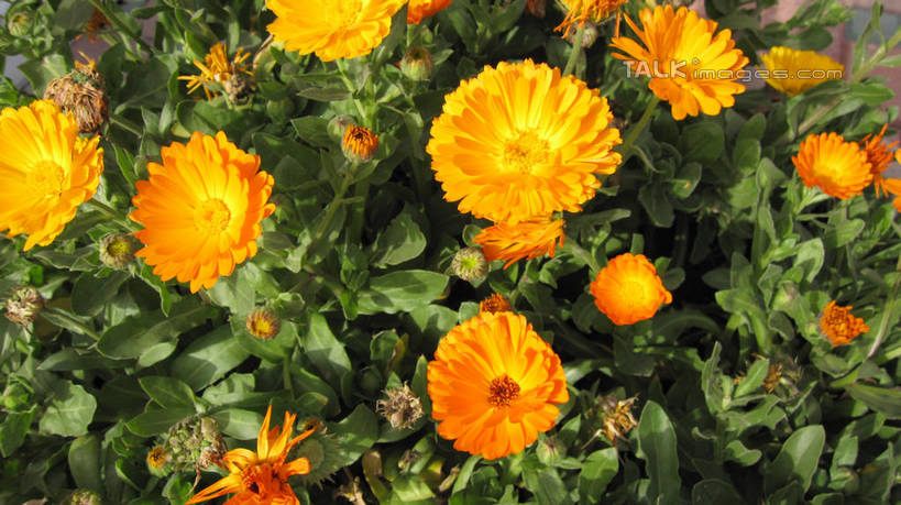 无人,横图,俯视,室外,白天,快乐,幸福,花海,花圃,美景,植物,叶子,上海,中国,亚洲,阴影,盛开,光线,影子,景观,玛格丽特,花蕾,雏菊,花,花瓣,花朵,花卉,鲜花,黄色,绿色,阳光,自然,花丛,花束,花田,花苞,花蕊,橙色,菊花,景色,活力,锦江乐园,希望,申,坚强,自然风光,和平,东亚,离别,闵行区,上海市,中华人民共和国,沪,华东地区,延命菊,幸福花,春菊,马兰头花,暗恋,纯情,单恋,天真,彩图,高角度拍摄,愉快,shslj1